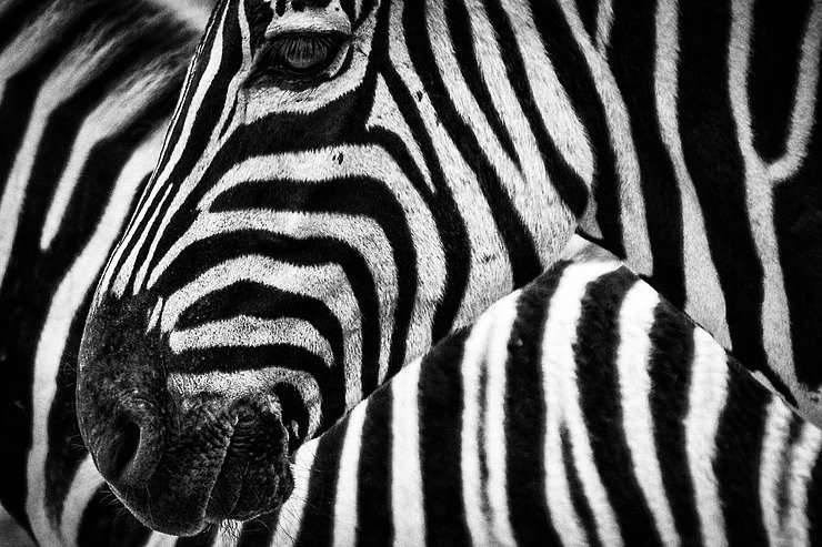 A picture of a zebra to illustrate how learning SEO is an adaptation for therapists new to owning a small business. Simplified SEO Consulting.