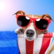 dog in sunglasses sunbathing representing the summer slowdown many clinicians experience. Learn how to improve your SEO and get to the top of Google with these tips