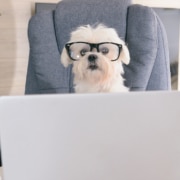 Cute dog in glasses sitting behind a laptop representing blogging for SEO. Learn more form an SEO specialist at Simplified SEO Consulting.
