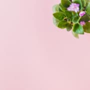 Pink table with a laptop, coffee and flowers on it representing the process of blogging to improve SEO.